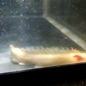 これが最高峰のプラチナエンドリケリー！！の画像