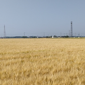 麦畑に響きわたるひばりの声♪の画像
