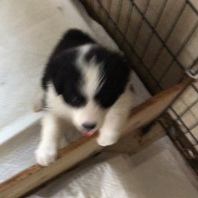 青森 岩手 お問い合わせの子犬の画像