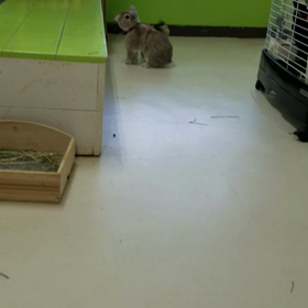 うさぎルームの動画の画像