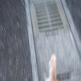 シロちゃんのベイビー達@里親さんの元への画像