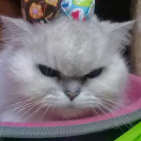 ラブ姉さんの月命日の画像