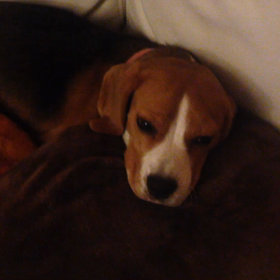 癒しの時間。の画像