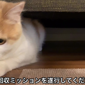 ソファ下に潜入するきなこさんの画像