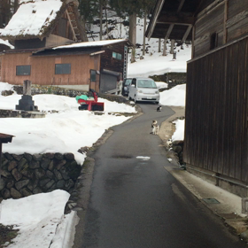 白川郷ニャンコ モフモフの画像