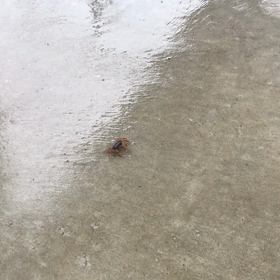 カーポートにサワガニが…！の画像