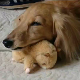 この頃のモカの画像