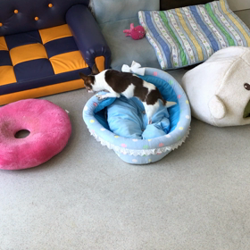 ♪プレイルーム動画♪の画像