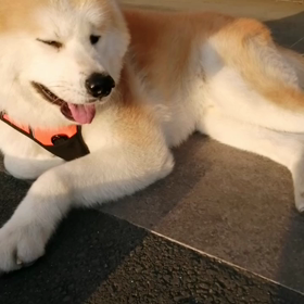 ゴロ寝とぐずりは多々ありましたが、散歩中の吠えゼロの良い子ちゃんだつた今朝の未来丸。歩く時はしの画像