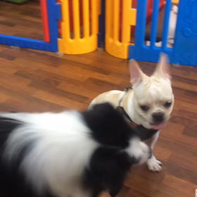 こたろう君&ピースの画像