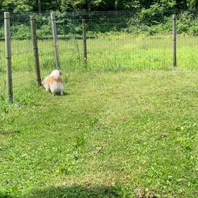 晴れたのでの画像