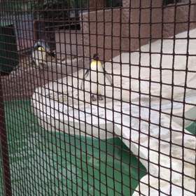 歩いてますか？の画像