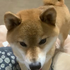 コロランホームの画像