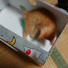 吉井チケ！の画像