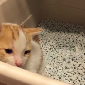 優くん初トイレ！の画像