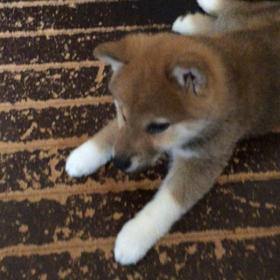 手がかかる子ほど可愛いと言いますよねの画像