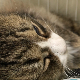 猫ちゃんっていびきかくの？ ロンちゃんのいびきの画像