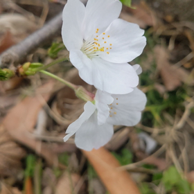 春を告げる鳥の画像