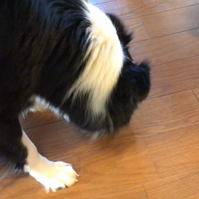 オヤツを食べるの画像