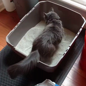 猫の砂浴びの画像