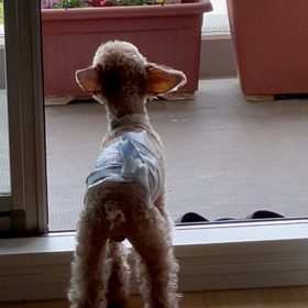 ハリチュの声の画像