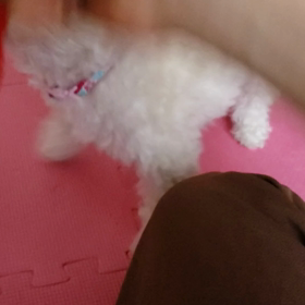 フリーペーパーの効果は？の画像