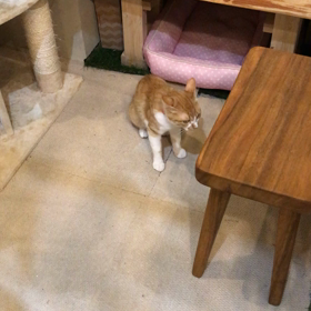 本日7月2日 ふれあい譲渡会の画像