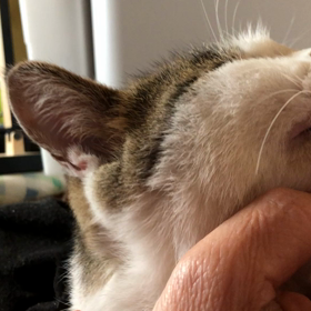 ゴロゴロたまちゃんの画像