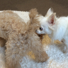 美美ポポ動画パート3の画像