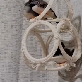 それぞれの羽繕いの画像