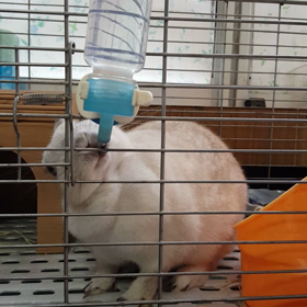 みみちゃん、水ペロペロの画像