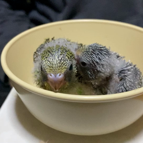 明日から仕事始めの画像