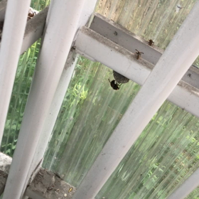 【アシナガバチ】を【オオスズメバチ】が襲っていた。。【大阪 吹田市 のお客様】の画像