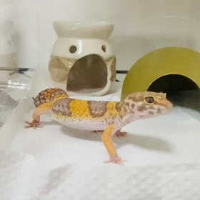 モカちゃんと指遊びの画像