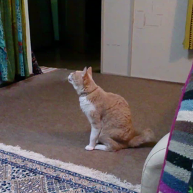 遊んでよ～♪の画像