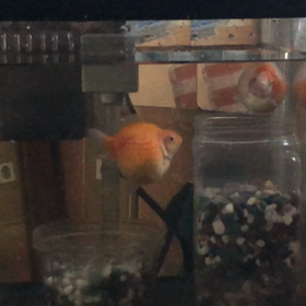 動画／金魚／ピンポンパール／ぐー・ぱーの画像