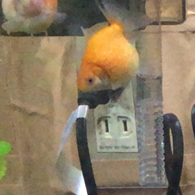 金魚を買ったの画像