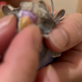 臨時休業のお知らせ。の画像