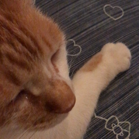 ゴロゴロの画像