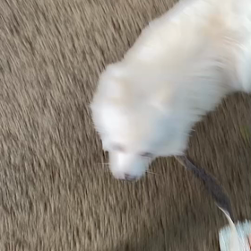 お散歩の画像