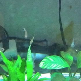 クィーンが来たーの画像