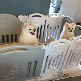 お座り‼️‼️の画像