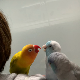 まぜてほしいのにの画像