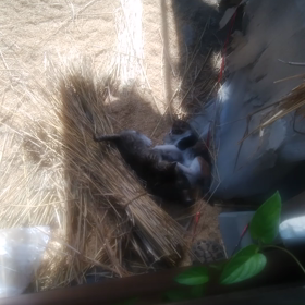 納屋に忍び込んだ猫の親子の画像