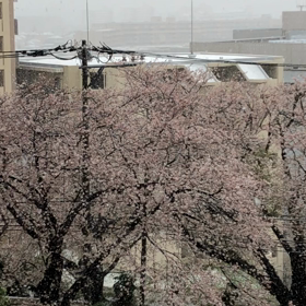 さくらにゆきの画像