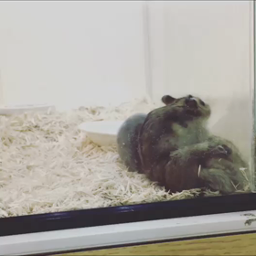 ハムリンピックの画像