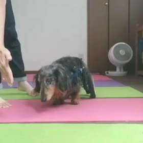 『今日のクッキー君』ドッグダンス練習の動画の画像