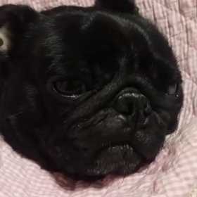 ラムネの動画怖っの画像