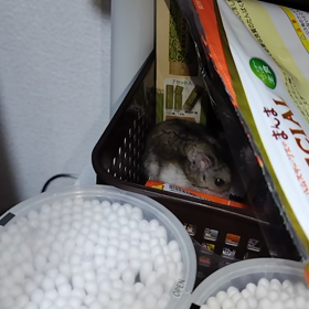 幸福ちゃんが与えてくる幸福の画像