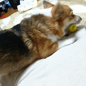 いっそがしぃ～の画像